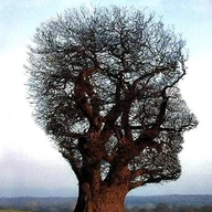 A tree whose canopy forms the silhouette of a human head
